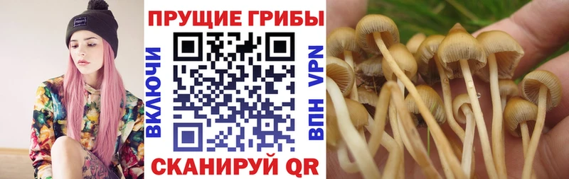 это телеграм  наркошоп  Томилино  Галлюциногенные грибы Magic Shrooms 